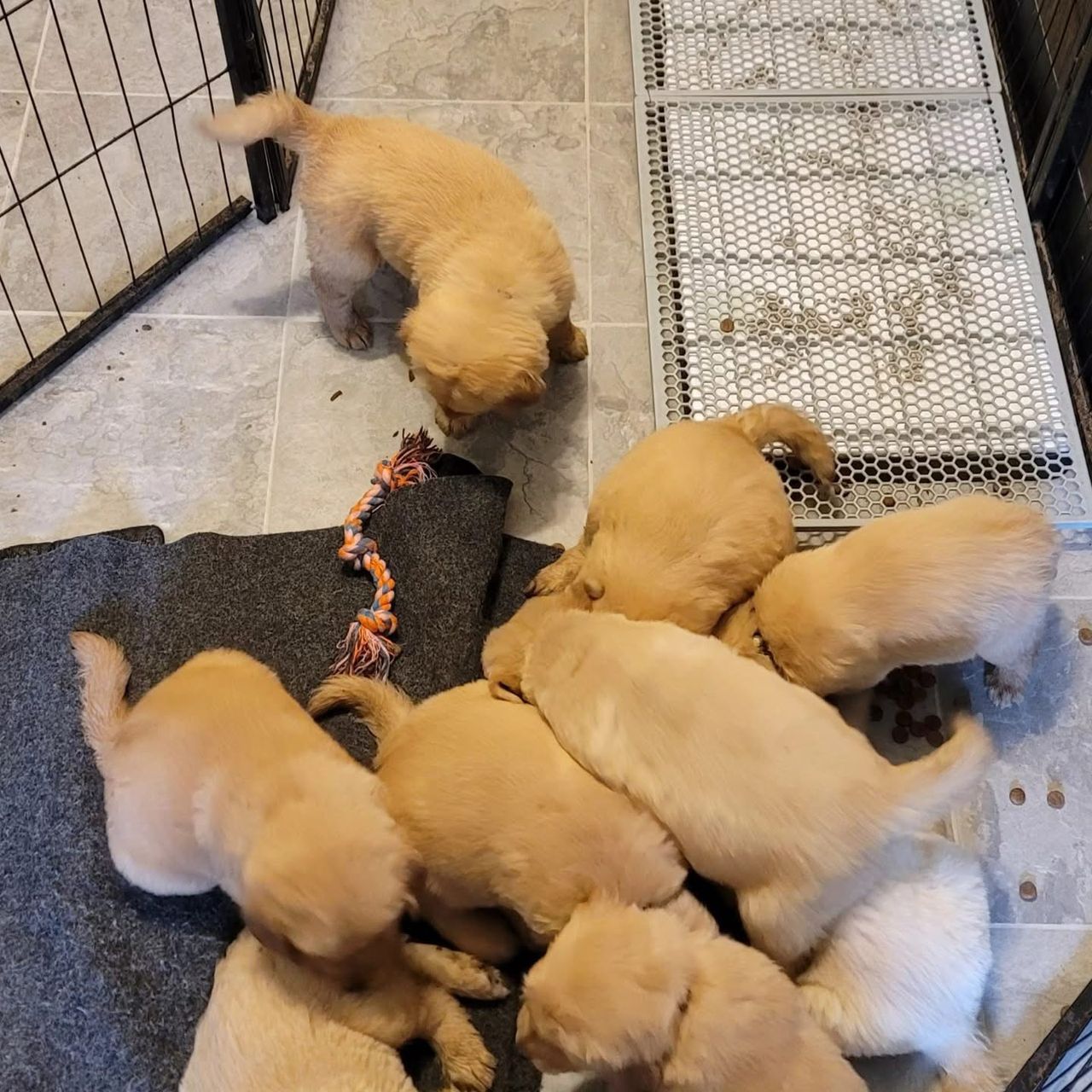 Golden retriever newborns cuddling