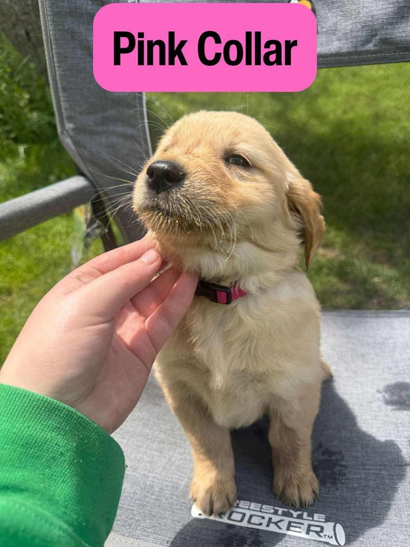 Pink Collar Golden Retriever puppy