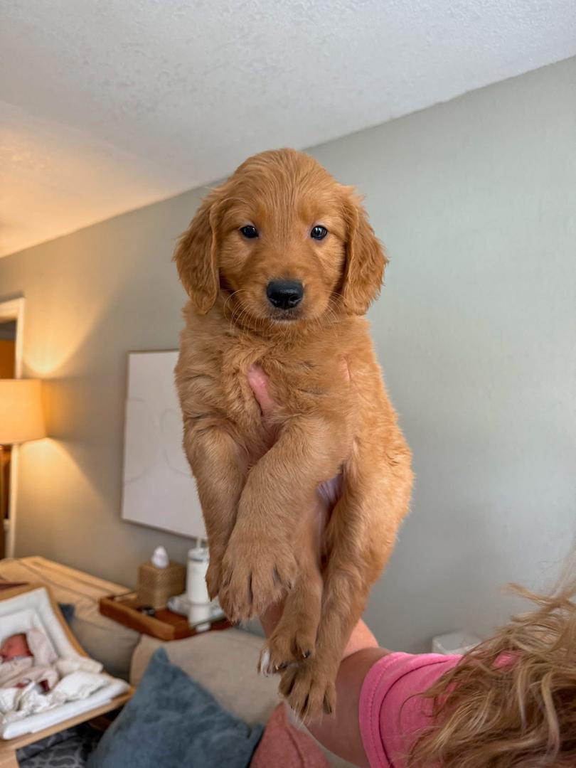 Chloe female Golden Retriever puppy