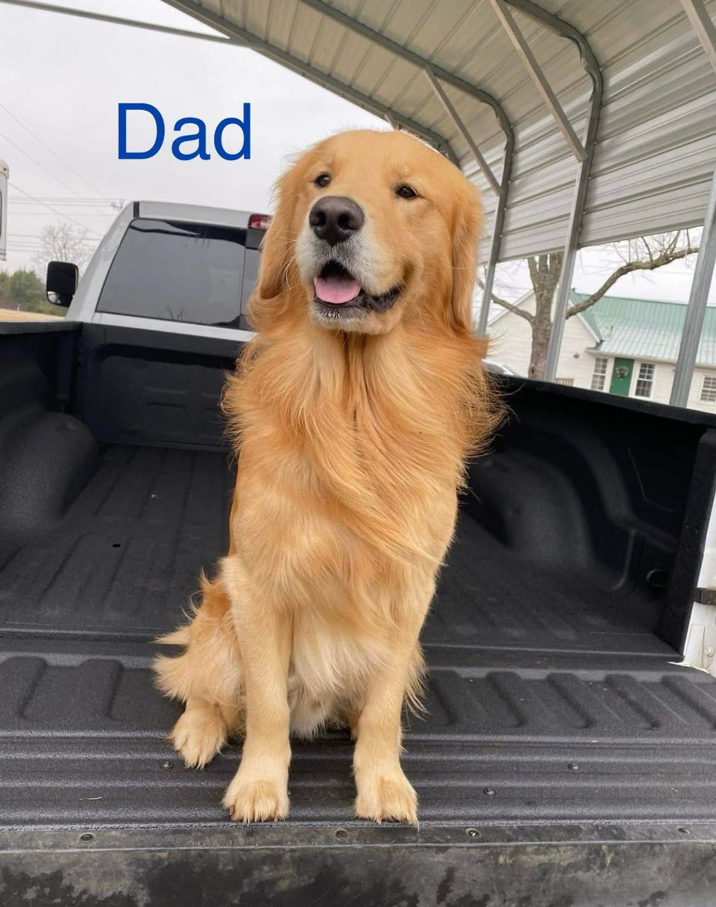 Golden retriever sire sitting proudly