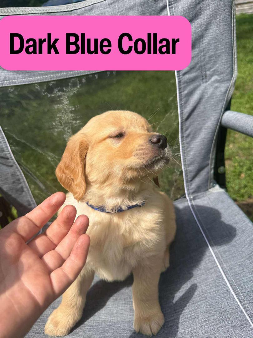 Dark Collar female Golden Retriever puppy