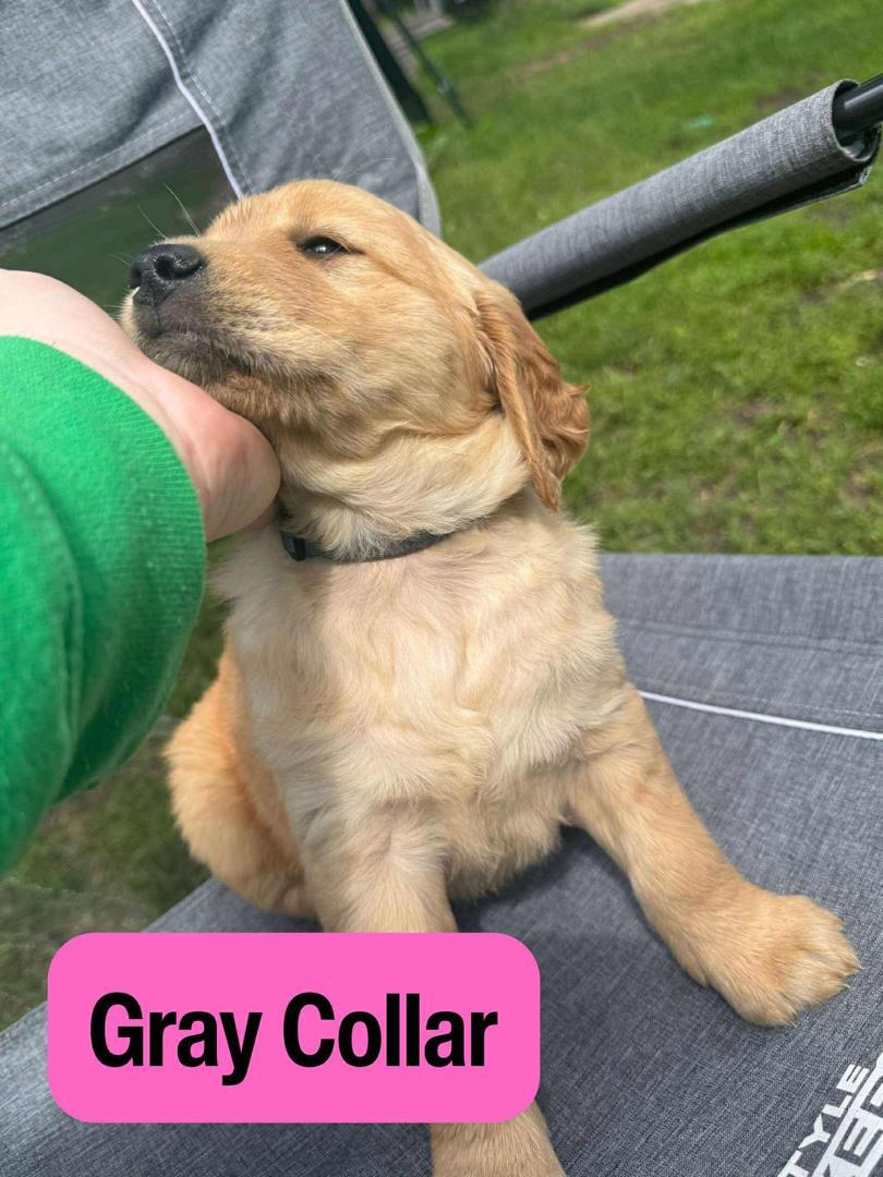 Gray Collar Golden Retriever puppy