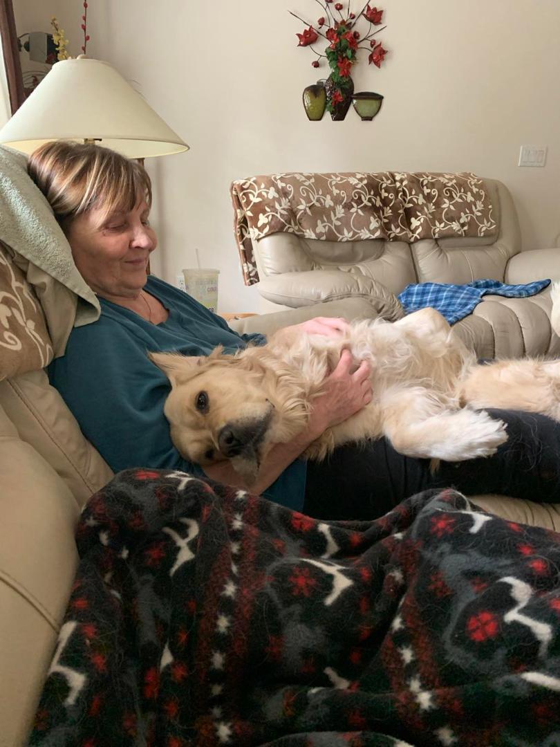 Golden retrievers playing with kids