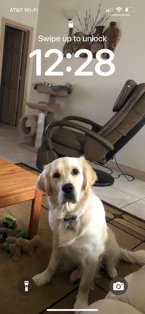 Golden retriever running during sunset