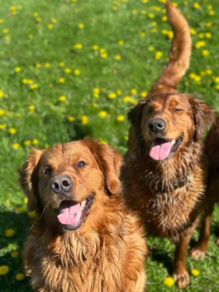 Haven Kennel Golden Retrievers