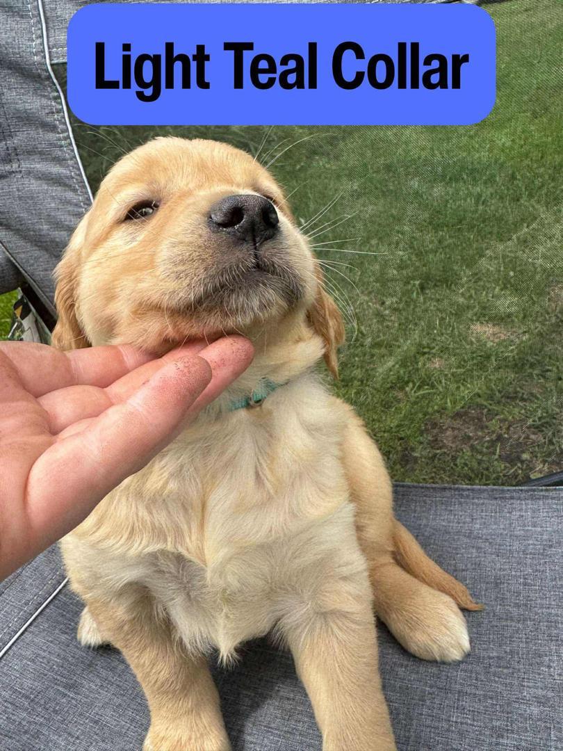 Light Teal Collar female Golden Retriever puppy