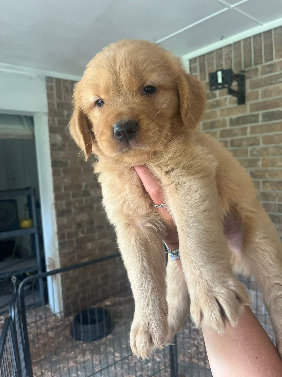 Golden retriever puppy Max smiling