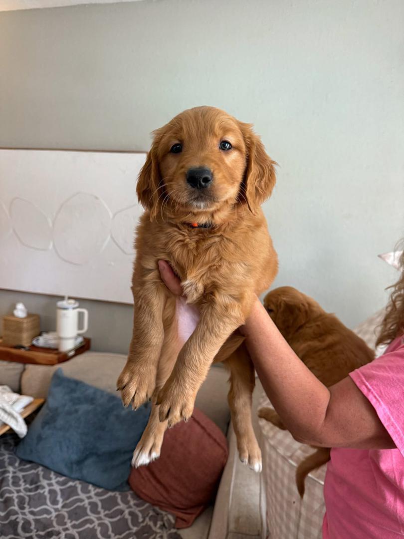 Molly female Golden Retriever puppy