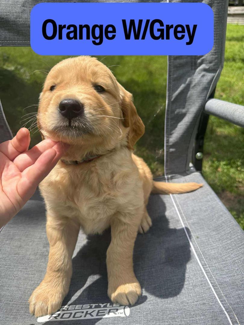 Orange with Grey male Golden Retriever puppy