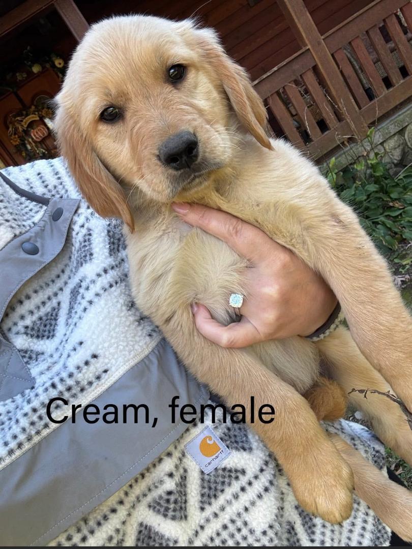 Cream Golden Retriever puppy