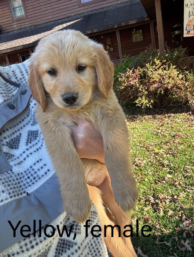 Yellow female Golden Retriever puppy