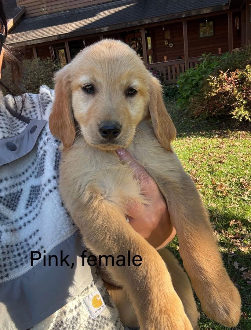 Pink female Golden Retriever puppy