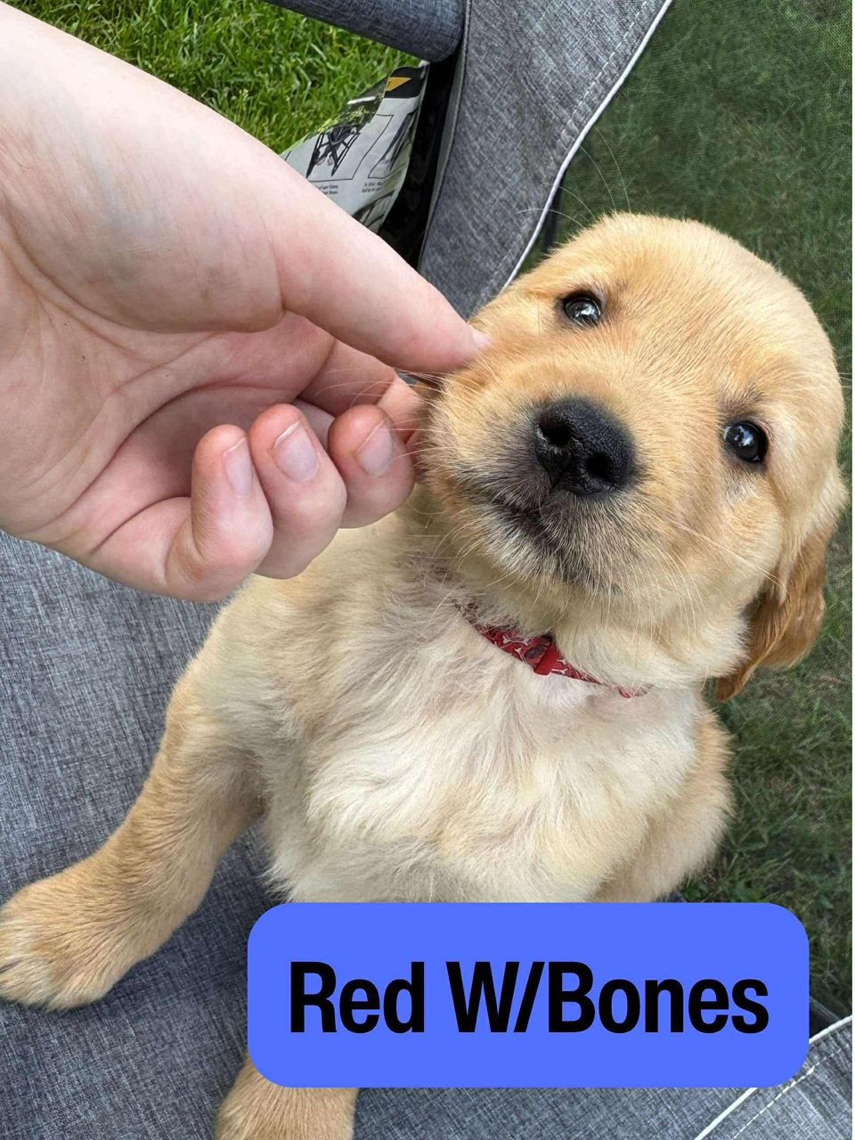 Red with Bones Collar male Golden Retriever puppy