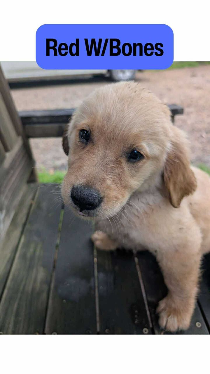 Green with Pattern male Golden Retriever puppy