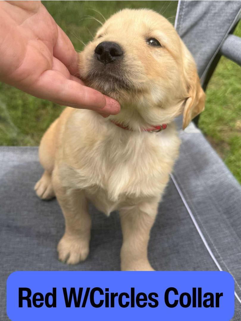 Red with Circles Collar male Golden Retriever puppy