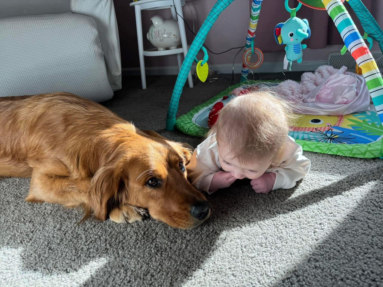 Breeder's son with golden retriever