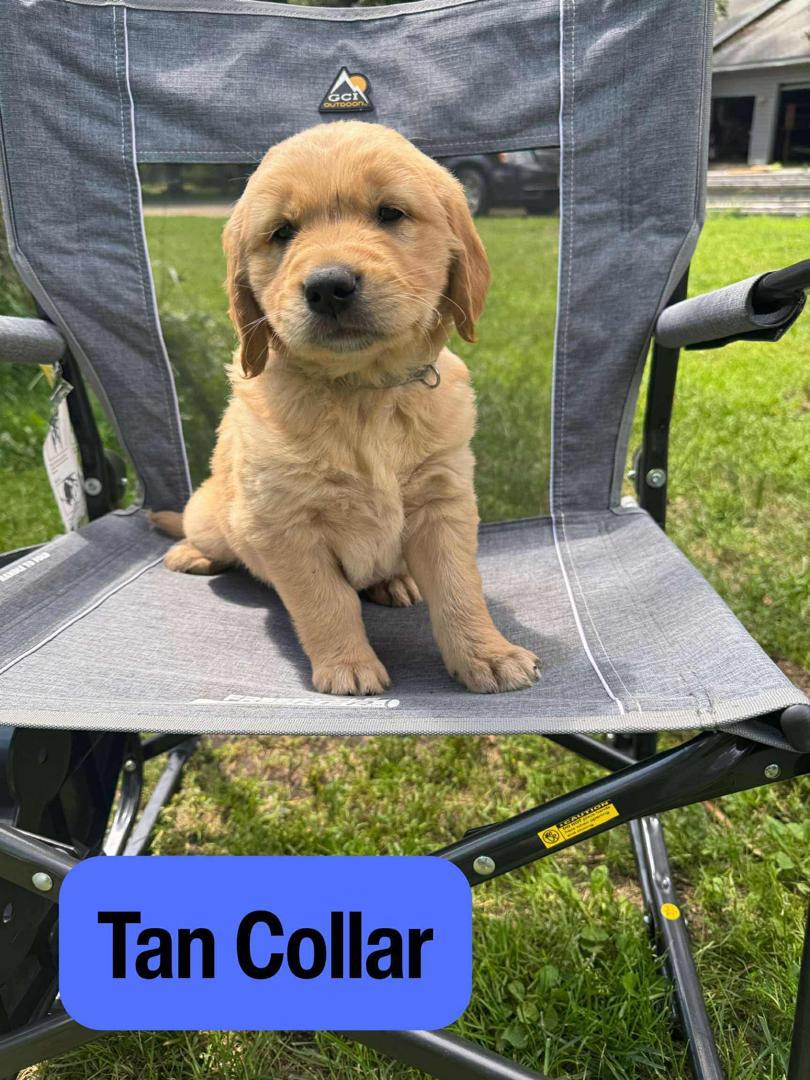 Tan Collar female Golden Retriever puppy