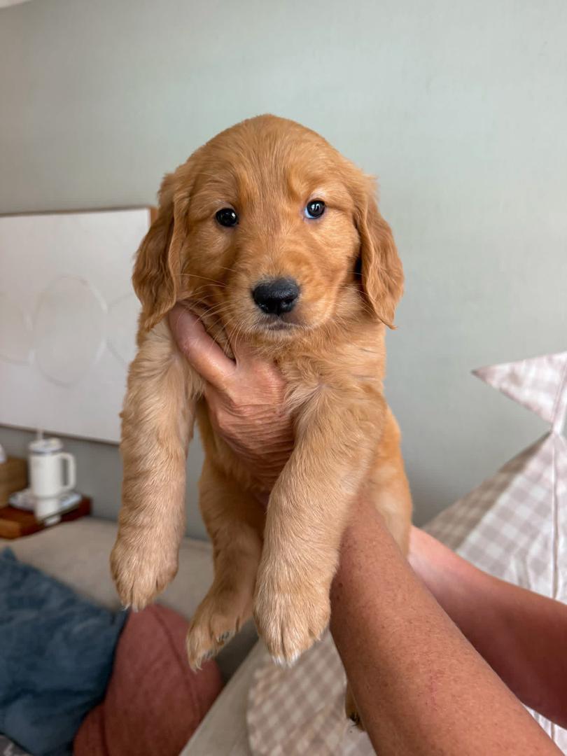 Tony male Golden Retriever puppy